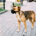 thumbnail image 4 of unbranded Muserola De Tela Para Perros Pequeños Con Ajuste Para Evitar Ladridos Y Mordeduras, 4 of 8