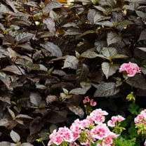 Alternanthera Seeds - Purple Knight Flower Seed - 20 Seeds