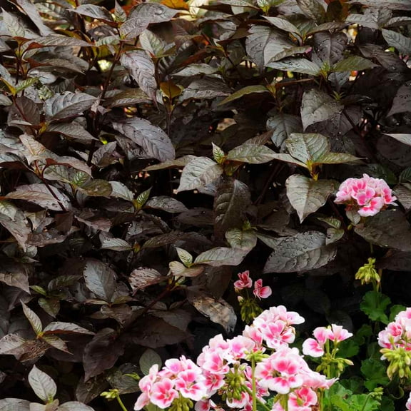 Alternanthera Seeds - Purple Knight Flower Seed - 20 Seeds