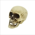 thumbnail image 1 of Mini Skull Decorations - 5 pieces, 1 of 5