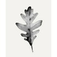 thumbnail image 3 of Caroline, Emma 12x14 Black Modern Framed Museum Art Print Titled - Smoky Oak Leaf II, 3 of 5