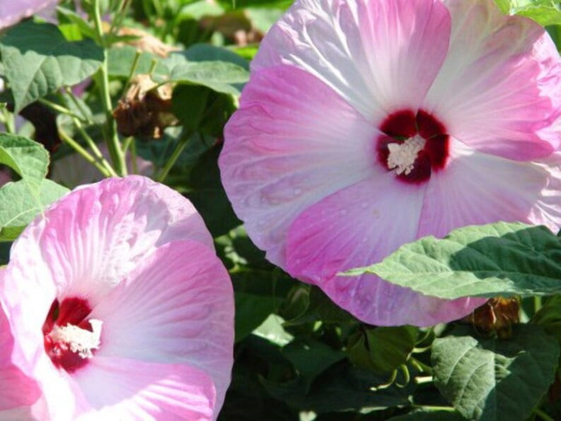 30 Rose Mallow Hibiscus Flower Seeds Perennial Variety Blooms Easy to Grow Non- Pollinator-Friendly