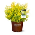 thumbnail image 5 of Brighter Blooms - Southern Living® Sunshine Ligustrum Shrub, 2 gal - No Shipping to AK, AZ, HI, OR, 5 of 7