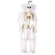thumbnail image 4 of Accesorios De Decoración De Esqueleto De Calavera De Halloween, Huesos De Plástico Humanos Simulados, Accesorios De Esqueleto Decorativos Para Casa Encantada, 4 of 7