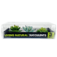 thumbnail image 2 of Komodo Artificial Green and Blue Plastic Succulent Plants with Gravel Base, 3 Pack, Aquarium Decor, 2 of 11