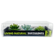 Komodo Artificial Green and Blue Plastic Succulent Plants with Gravel Base, 3 Pack, Aquarium Decor