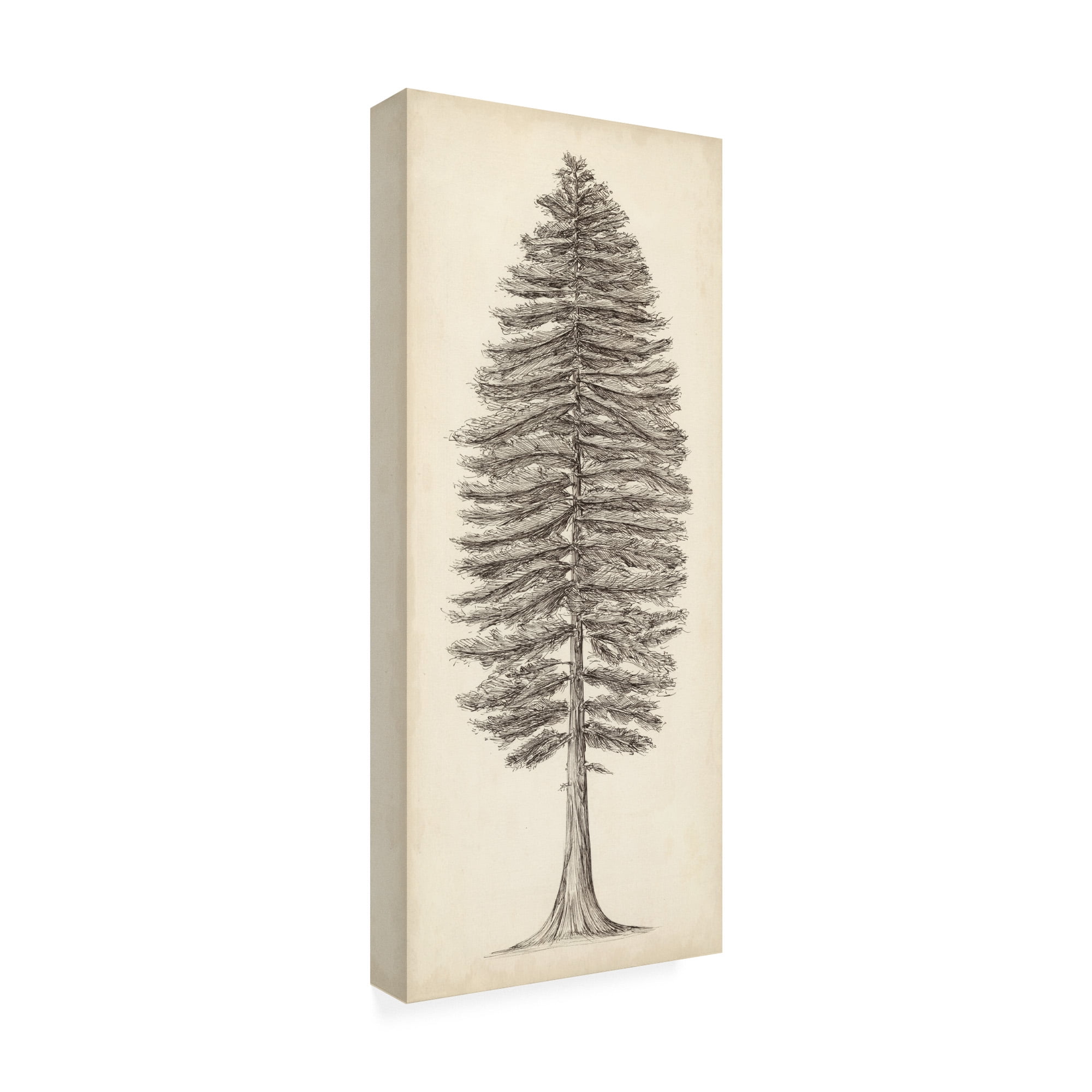 Trademark Fine Art 'Pacific Northwest Tree Sketch II' Canvas Art by Melissa Wang