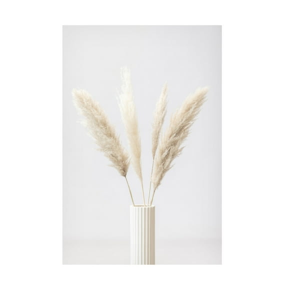 Trademark Fine Art Pictufy Studio Pampas Grass Grey 09 Canvas Wall Art