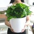 thumbnail image 2 of Typpkmm Lazy Hydroponic Flower Pot with Water-Absorbing Flowerpot Plastic 1pc, 2 of 7