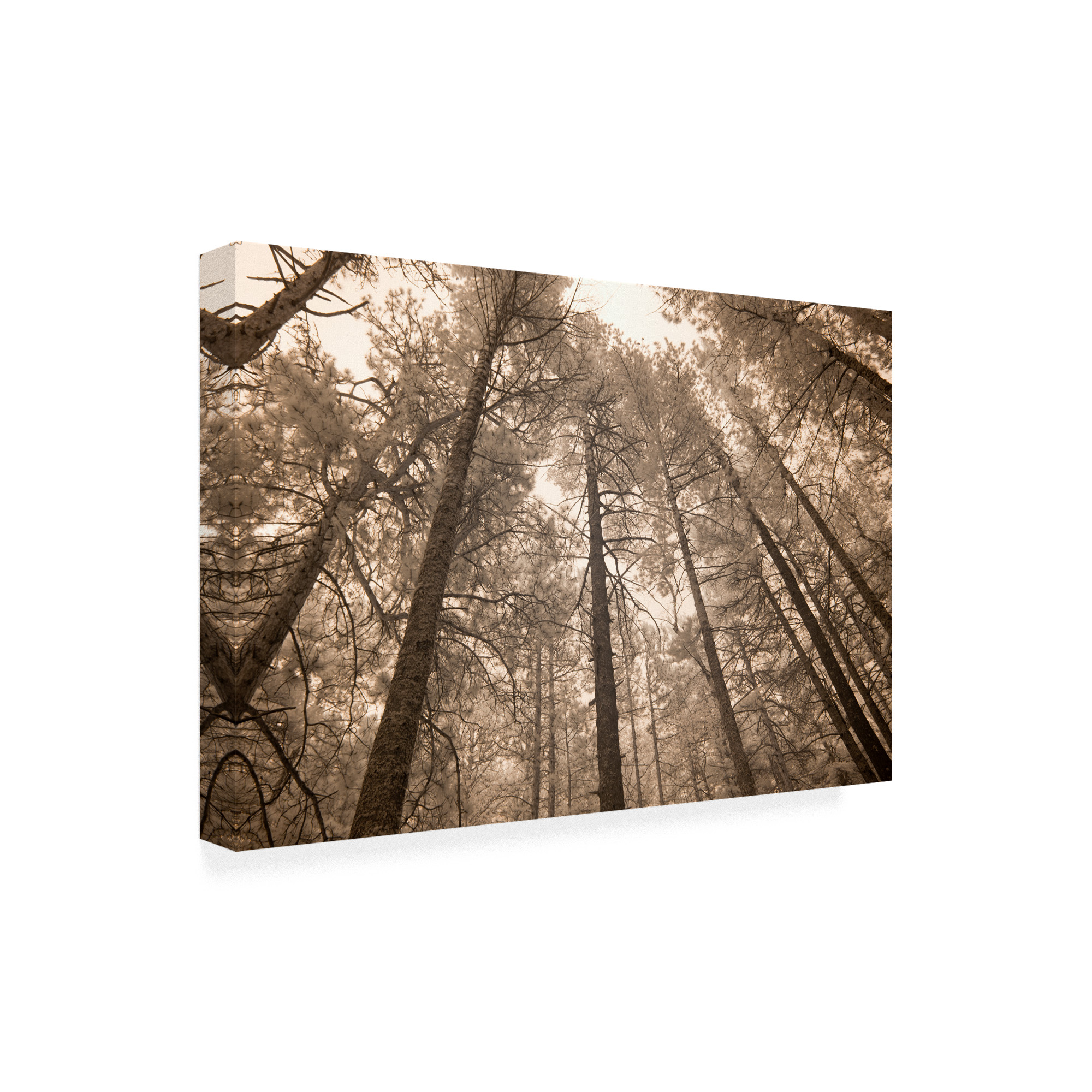 Trademark Fine Art 'Forest Under Sky Sepia Tone' Canvas Art by Monte Nagler
