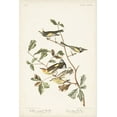 thumbnail image 2 of Audubon, John James 13x18 Black Ornate Wood Framed with Double Matting Museum Art Print Titled - Pl. 414 Golden-winged Warbler, 2 of 4