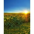 thumbnail image 1 of BSDHOME Polyester 5x7ft Yellow Flowers Sunflowers Sunrise Photography Backdrops Photo Props Studio Background, 1 of 2