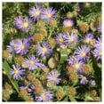 thumbnail image 4 of Everwilde Farms - 1/4 lb Prairie Aster Native Wildflower Seeds - Gold Vault Bulk Seed Packet, 4 of 4