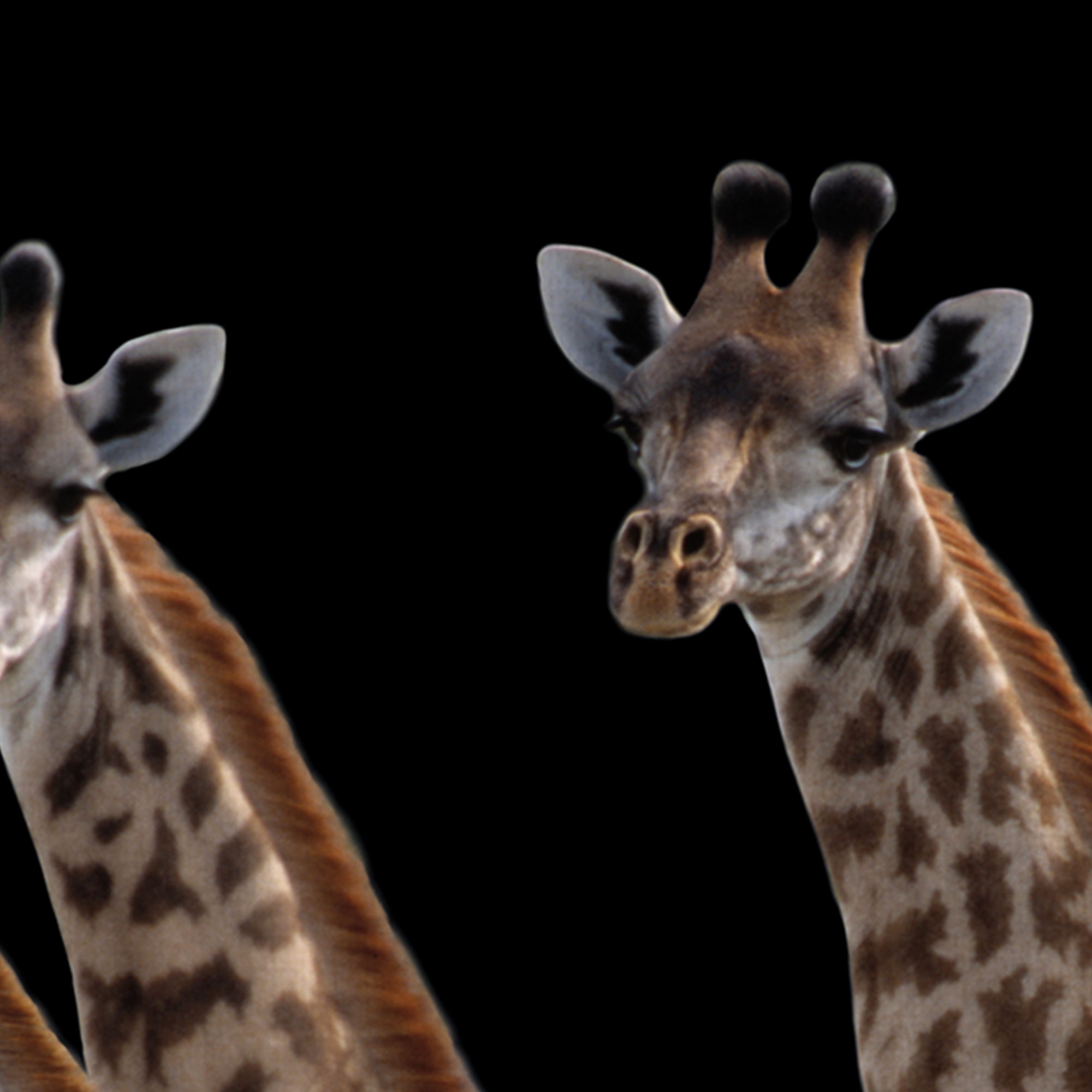Giraffes in a Row Noir by Staffan Widstrand Giraffe Photo Canvas Art