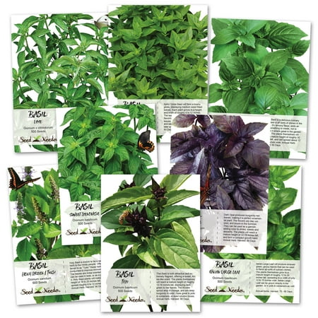 Seed Needs, Culinary Basil Seed Collection (8 Individual Seed Packets) Dark Opal, Holy, Italian Large Leaf, Sweet Genovese, Thai, Lemon & (Best Way To Take Holy Basil)