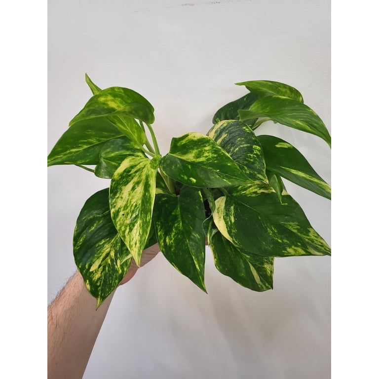 spider plants for sale near me Buy a Spider Plant Easy Care Live Plant main image 1