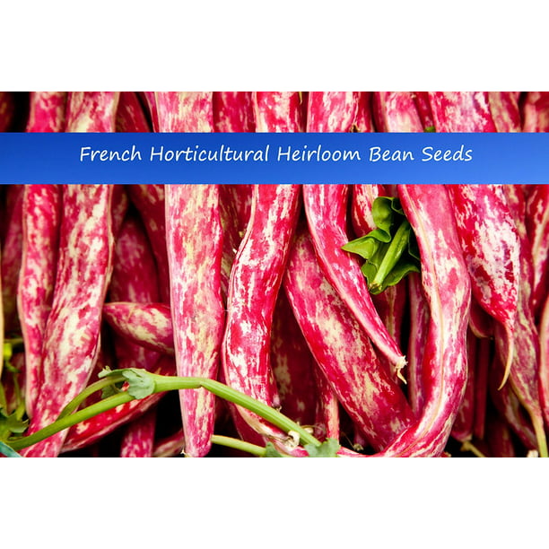 Vegetable Seeds-French Horticultural Beans -30 Seeds-Taylors Dwarf Dry ...