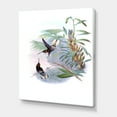 thumbnail image 3 of Designart ' Ancient Hummingbird On A Branch ' Traditional Canvas Wall Art Print, 3 of 4
