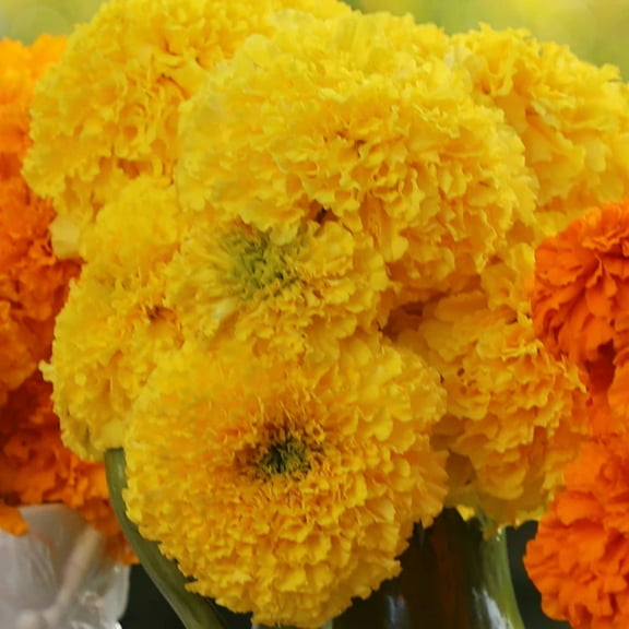 Marigold Coco Deep Yellow Seed