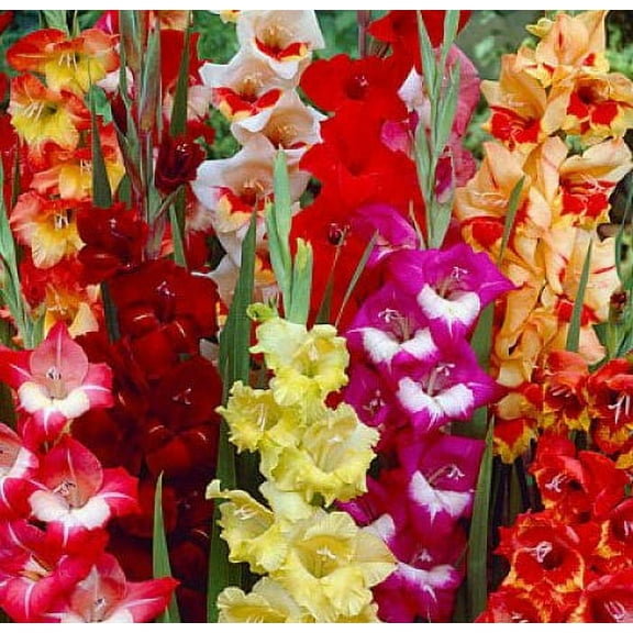 USA Made and Shipped from, Large Bulbs (5) Fresh, New, Large Flowering Mixed Colors Gladiolus Bulbs, Plants, Flowers, Flowering Perennials,Sword Lily, Gladioli-SeedsBulbsPlants&More