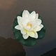 thumbnail image 5 of Farfi 1pc Simulation Lotus Flower Mini estanque artificial DIY DIY Decoración del tanque de peces Farfi 21010044, 5 of 6