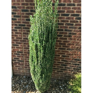 Skypencil Holly Live Plant 12-18" in Height in a #3 Container