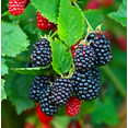 thumbnail image 6 of Set of 2 Navaho Thornless Blackberry Live Plants 4-6 Inch Tall, Sweet Berry Bushes for Gardens, 6 of 6