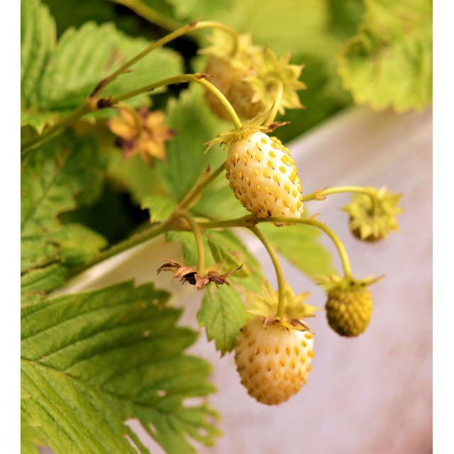 100 YELLOW WONDER STRAWBERRY Everbearing Heirloom Alpine Fragaria Vesca