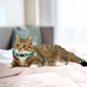 thumbnail image 2 of Collar Para Gatos De 8 Colores, Se Puede Romper, Collar Para Gatos, 2 of 2