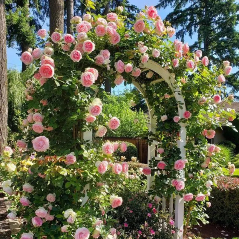 30 White Pink Eden Climbing Rose Seeds, Elegant Bicolor Blooms