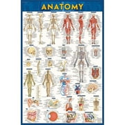 BarCharts Anatomy-Laminated