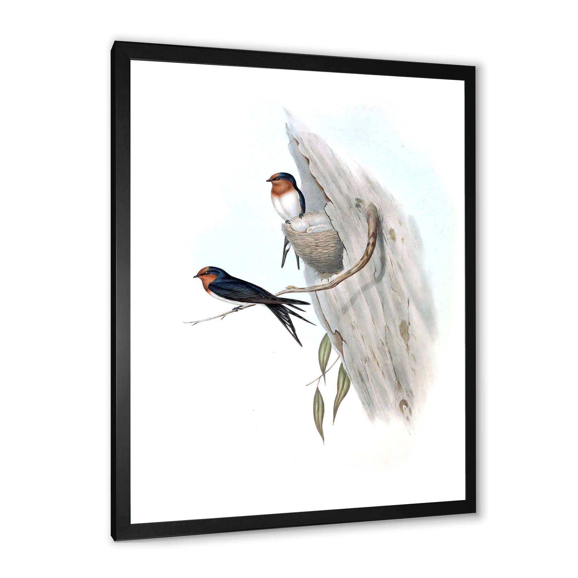 Designart 'Ancient Australian Bird Illustrations II' Traditional Framed Art Print