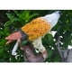 thumbnail image 4 of Estatuas de águila de resina, figuras de jardín, decoraciones para césped, patio, patio, jardín, , pasarela o entrada Amarillo Baoblaze Lawn Eagle Figurine Statue, 4 of 8