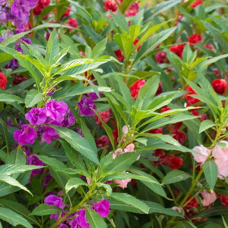 Balsam Seeds - Impatiens - 1 Ounce - Pink/Purple Flower Seeds, Heirloom Seed, Open Pollinated Seed Attracts Bees, Attracts Butterflies, Attracts Pollinators, Easy to Grow & Maintain, Container