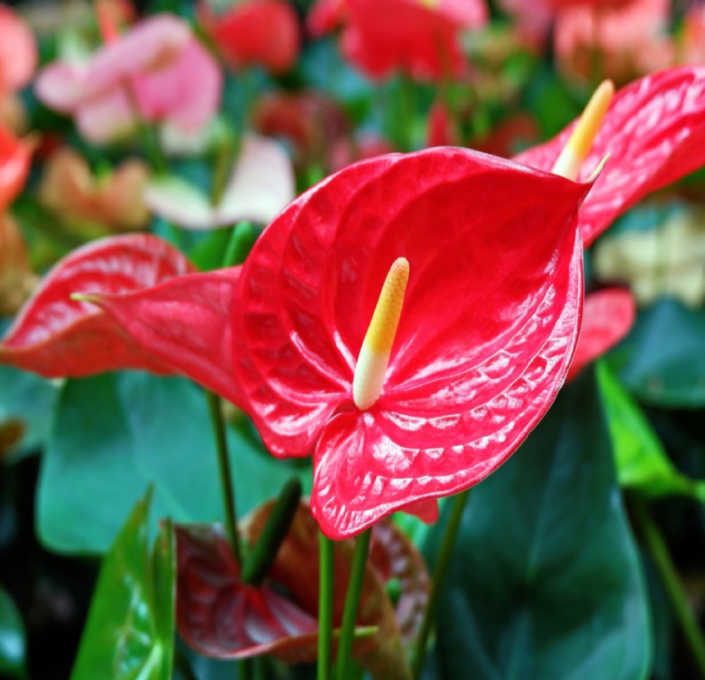 Hawaii Live Plants Hawaii-outer Isle Anthurium