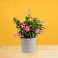 thumbnail image 6 of Island Blooms 24" Mandevilla Live Outdoor Plant in 10" Hanging Pot, 6 of 12