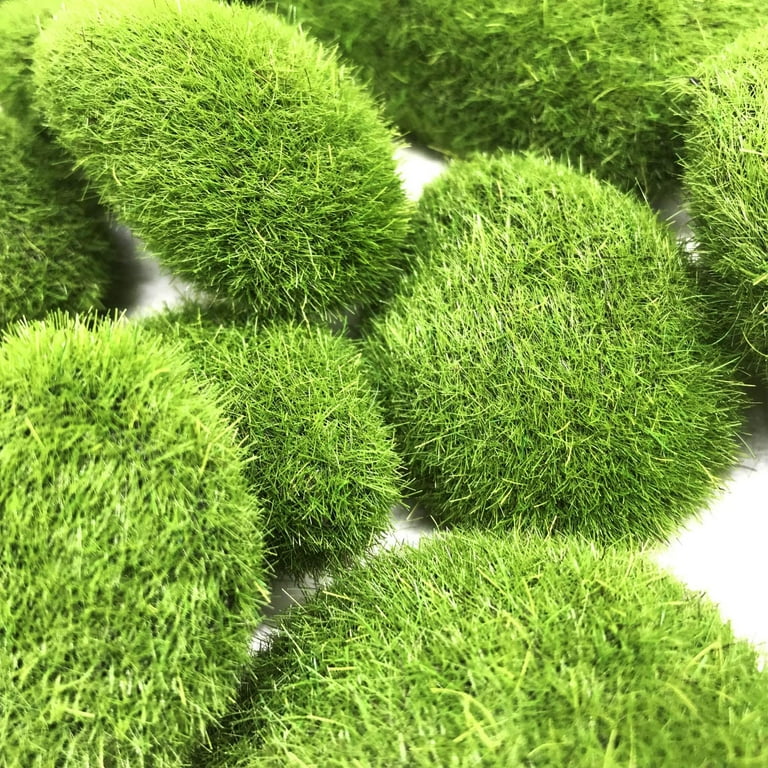 Bulk Fresh Rock Cap / Mood Moss (Floral & Crafts) – Moss Acres
