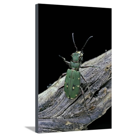 Green Tiger Print Cicindela Campestris (Green Tiger Beetle) Stretched Canvas Print Wall Art By Paul Starosta ()