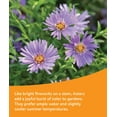 thumbnail image 5 of Burpee Bee Pollinator Wildflowers Mix, 5 of 7