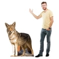 thumbnail image 4 of Cardboard People Coyote Life Size Cardboard Cutout Standup - Made in USA, 4 of 5