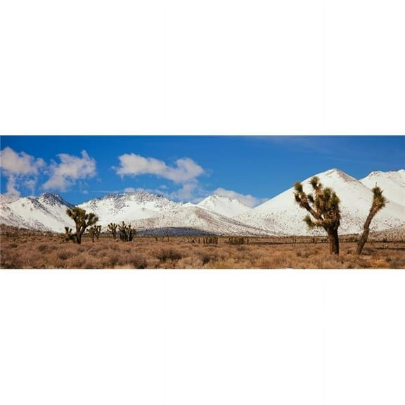 Panoramic Images PPI160761L Joshua Trees in The Sierra Nevada Mountains California Poster Print, 36 x 12