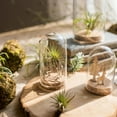 thumbnail image 6 of Cover Cloche Bell Jar with Wooden Cork for Table Decor DIY , 8x18cm, 6 of 9