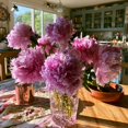 thumbnail image 2 of Peony, Low Maintenance - Easy Grow - Ideal for Beds Borders, Plant Pots & Planters, 2 of 6