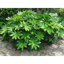 Fatsia Japonica ( japanese aralia ) - Live Plant - 2 Gallon Pot