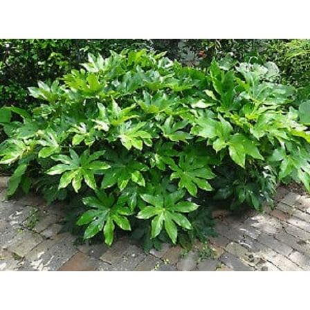 Fatsia Japonica ( japanese aralia ) - Live Plant - 2 Gallon Pot