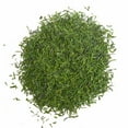thumbnail image 1 of Dill Weed Californian Fancy, 1 of 1
