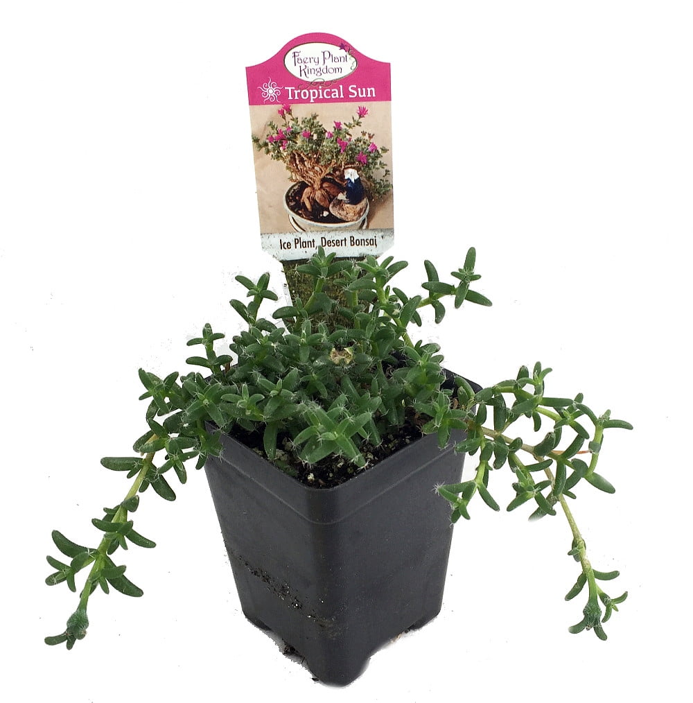 Desert Bonsai Ice Plant - Trichodiadema - House Plant or Fairy Garden - 2.5' Pot