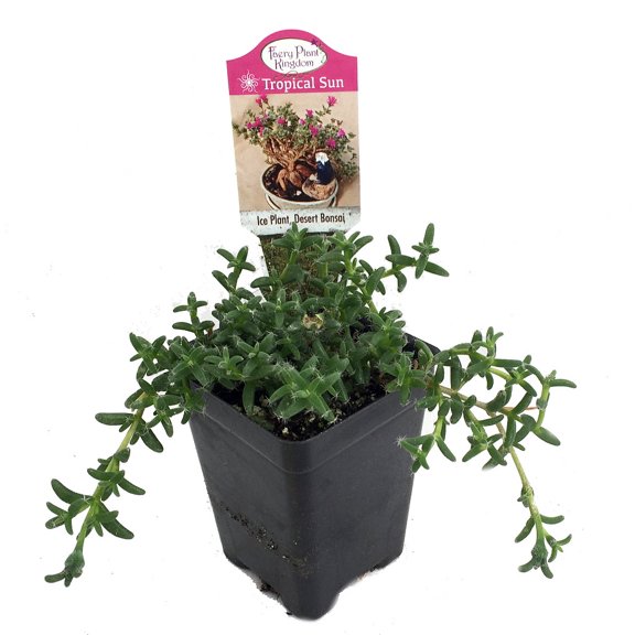 Desert Bonsai Ice Plant - Trichodiadema - House Plant or Fairy Garden - 2.5" Pot