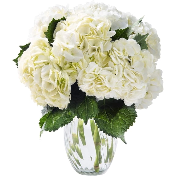 KaBloom : 6 White Hydrangeas With Vase, Next-Day Delivery, Gift for Every Occasion.