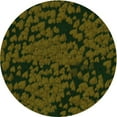 thumbnail image 1 of Ahgly Company Machine Washable Indoor Round Transitional Olive Green Area Rugs, 3' Round, 1 of 7